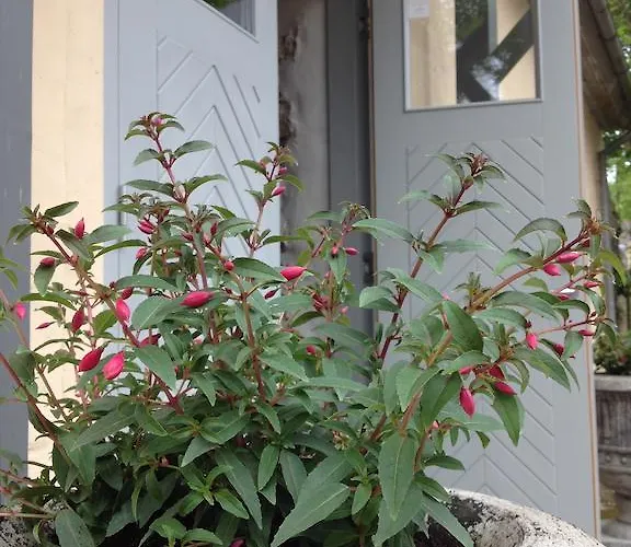 For Friends * 库雷萨雷